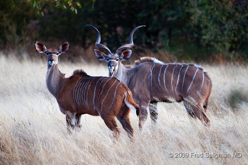 20090610_092049 D300 X1.jpg - The Greater Kudu is especially characterized by the 4-12 verical stripes along the torso.  There is also a distinctive chevron between the eyes